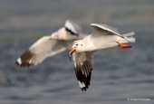 IIP Online Student Photography